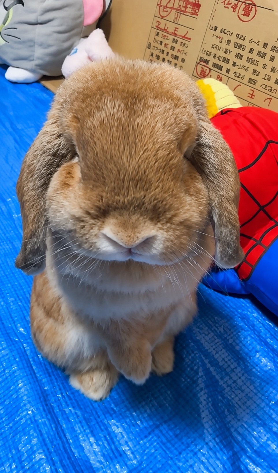 たれ耳うさぎのチャチャ