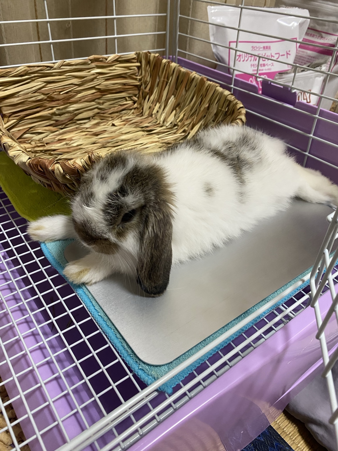 子うさぎのチャム